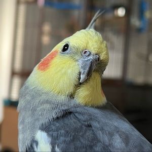 Meet your Posher, Emory